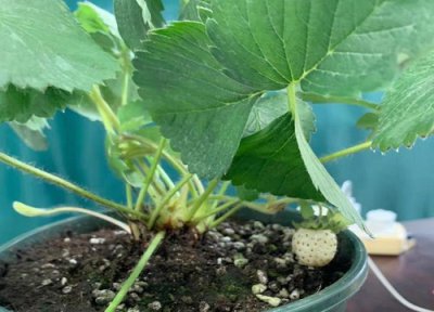 草莓多久成熟 结果要多少天才能成熟