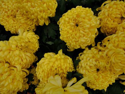 菊花代表什么人精神品质 菊花象征的人物形象、人品