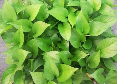 绿萝如何养殖越长越旺 绿萝如何养护发芽多特别壮