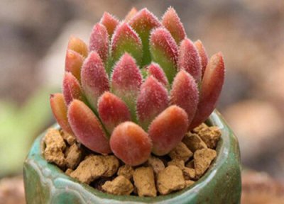 多肉种植土壤怎么配制 多肉栽培营养土简单配制技巧