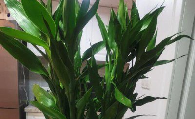 如何种富贵竹 栽种富贵竹最省事的方法有哪些