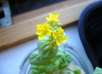 白菜开花吗 白菜开花怎么回事