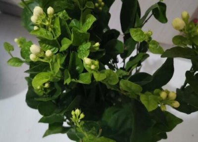 夏天茉莉花怎么上盆 夏季怎么养茉莉花越开越爆盆