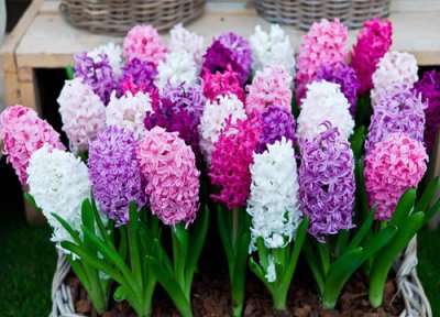 风信子种球可以保存多长时间 风信子种球保存方法