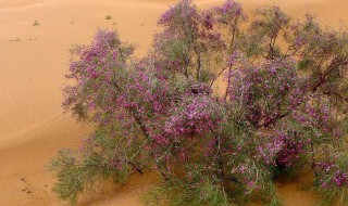 花棒是什么 花棒的介绍