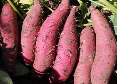 玛莎莉红薯品种介绍 日本玛莎莉亩产及价格最新行情