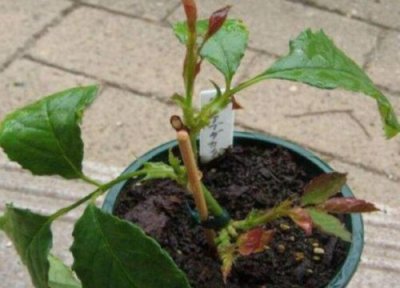 月季怎么插扦成活率高 扦插月季用什么基质成活率高