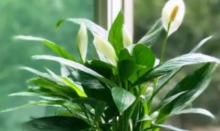 白掌怎么养才长得好 白掌的养殖技巧