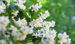 春天的常见植物有哪些 春天的植物有哪些