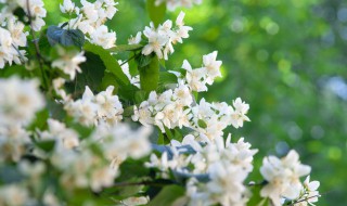 茉莉花不能和什么一起吃 茉莉花的营养价值