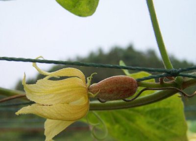 罗汉果花可以泡脚吗 泡脚有什么好处