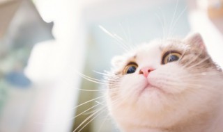 冬季给猫喂东西要注意什么 冬季猫咪饮食注意事项