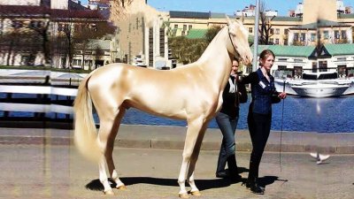 最贵的马是什么马 全世界最贵的马是什么品种多少钱一匹