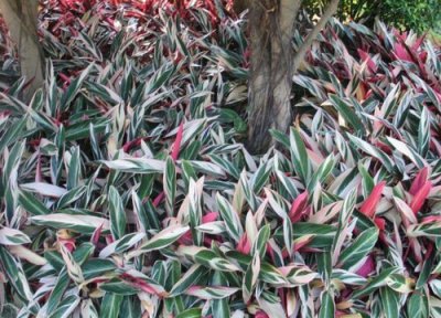 七彩竹芋会开花吗 七彩竹芋开花吗 开什么花