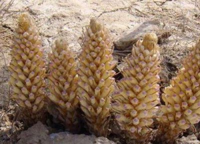 肉苁蓉的功效与作用 肉苁蓉的功效与作用及食用方法