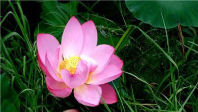 荷花什么时候种植合适 荷花种植的时间及水深要求