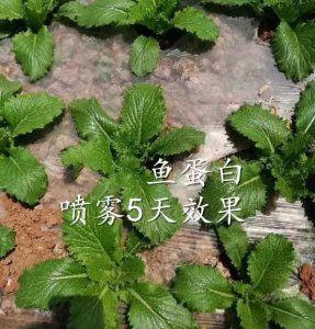 鱼蛋白的作用与功效 鱼蛋白对植物的作用