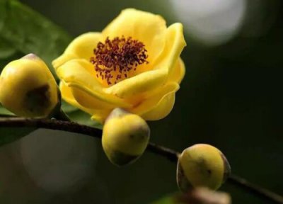 金花茶类型与属性 金花茶是什么植物类别