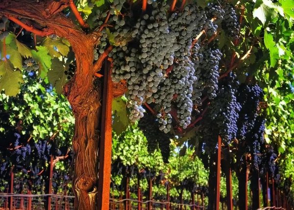 院子里适合种什么树