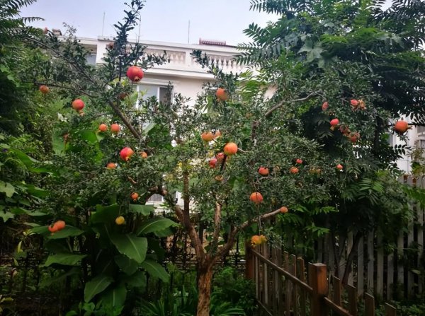 院子里适合种什么树