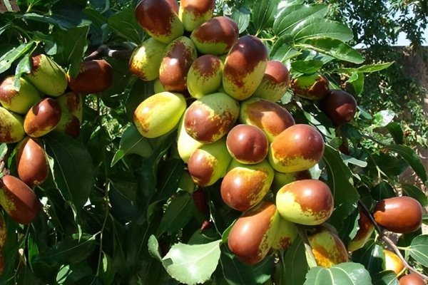 院子里适合种什么树