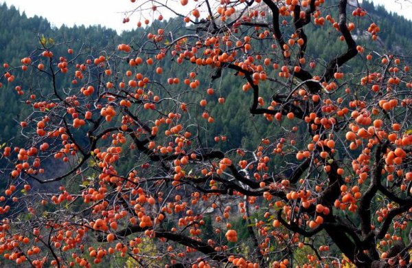 院子里适合种什么树