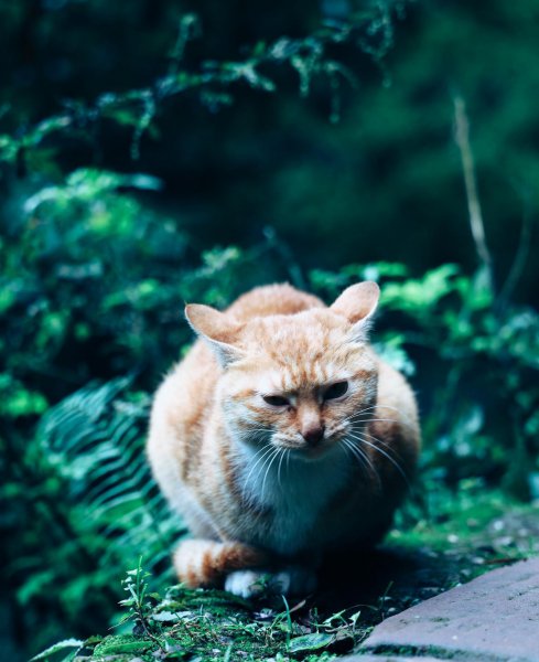 青城山海拔多少米高