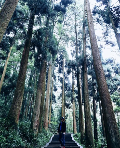 青城山海拔多少米高