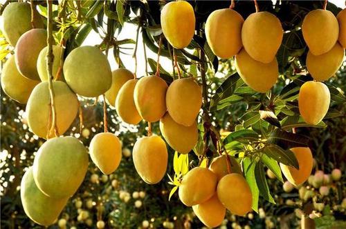 芒果有黑点了还能吃吗