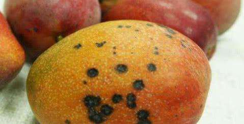 芒果有黑点了还能吃吗