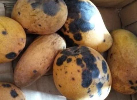 芒果有黑点了还能吃吗