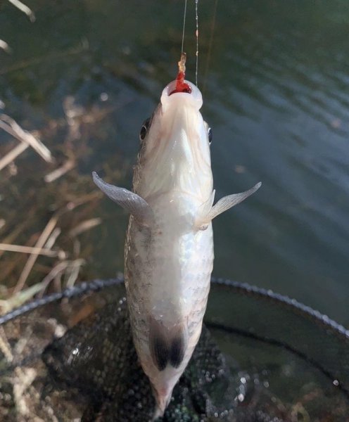 红虫钓鱼怎么挂钩效果好