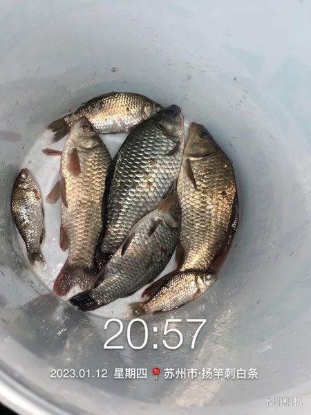 红虫钓鱼怎么挂钩效果好