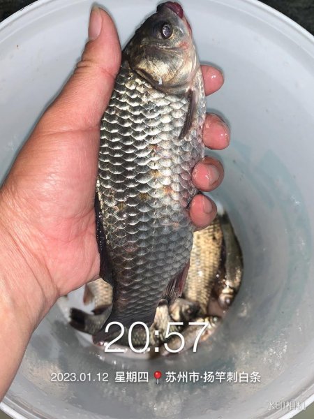 红虫钓鱼怎么挂钩效果好