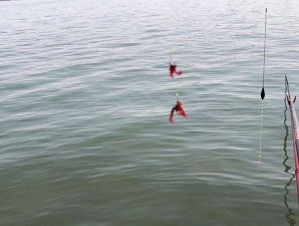 红虫钓鱼怎么挂钩效果好