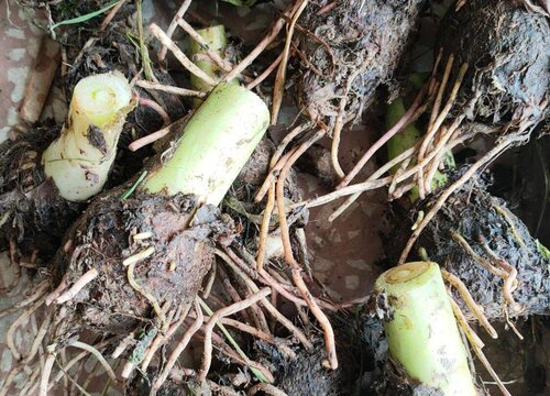 荔浦芋头种植时间和方法