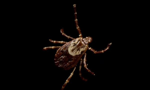 蜱虫长什么样子图片