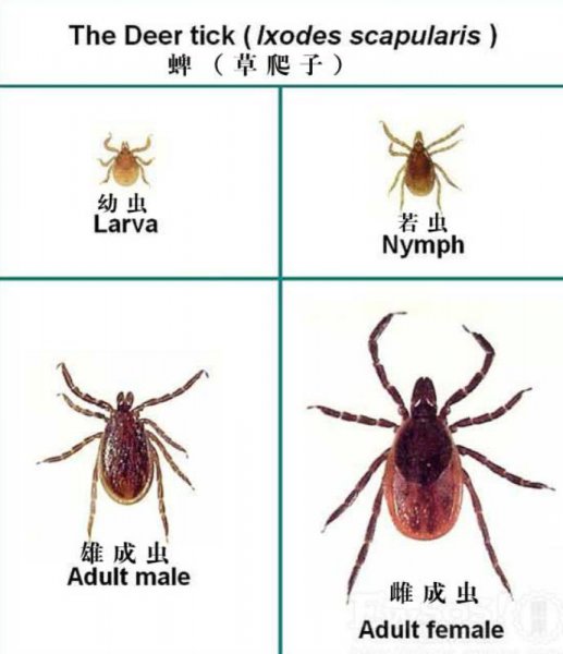 蜱虫长什么样子图片