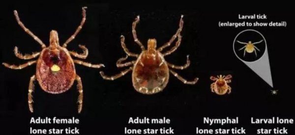 蜱虫长什么样子图片