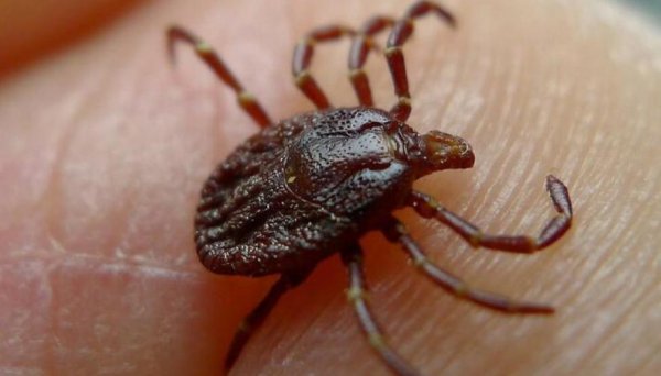 蜱虫长什么样子图片