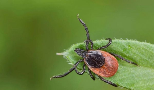 蜱虫长什么样子图片