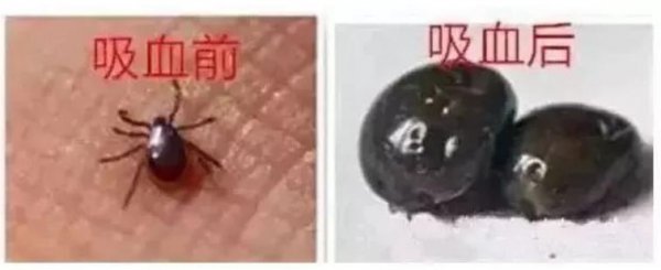 蜱虫长什么样子图片
