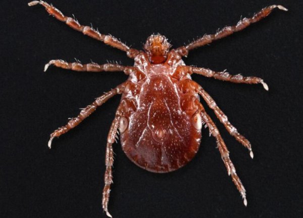 蜱虫长什么样子图片