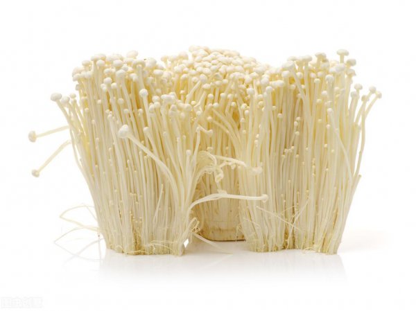 市场上菇类有哪些品种盘点