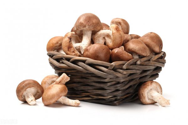 市场上菇类有哪些品种盘点