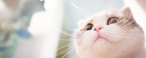 被猫抓伤出血怎么办