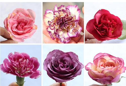 鲜花如何做成干花不变色保持香味