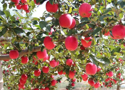 苹果树被化肥烧根了怎么办