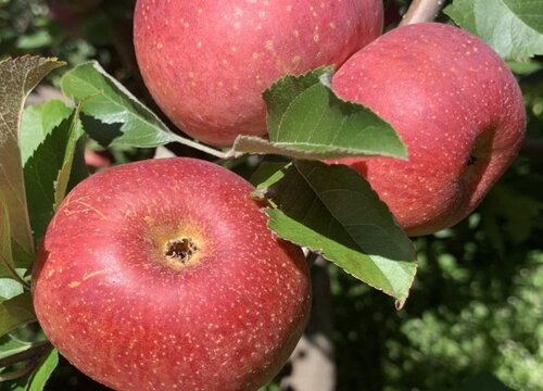 苹果树被化肥烧根了怎么办