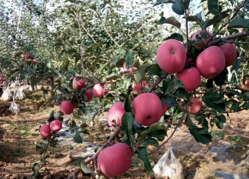 苹果树被化肥烧根了怎么办